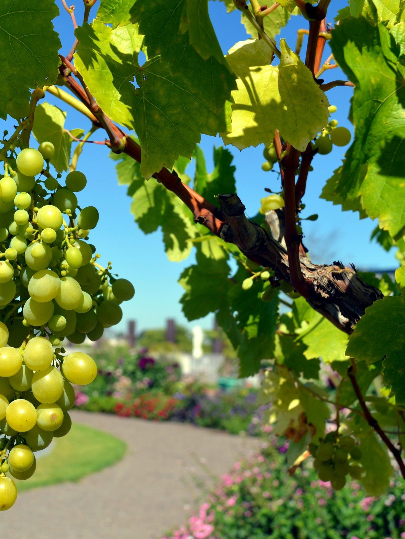 Grapes growing on vine