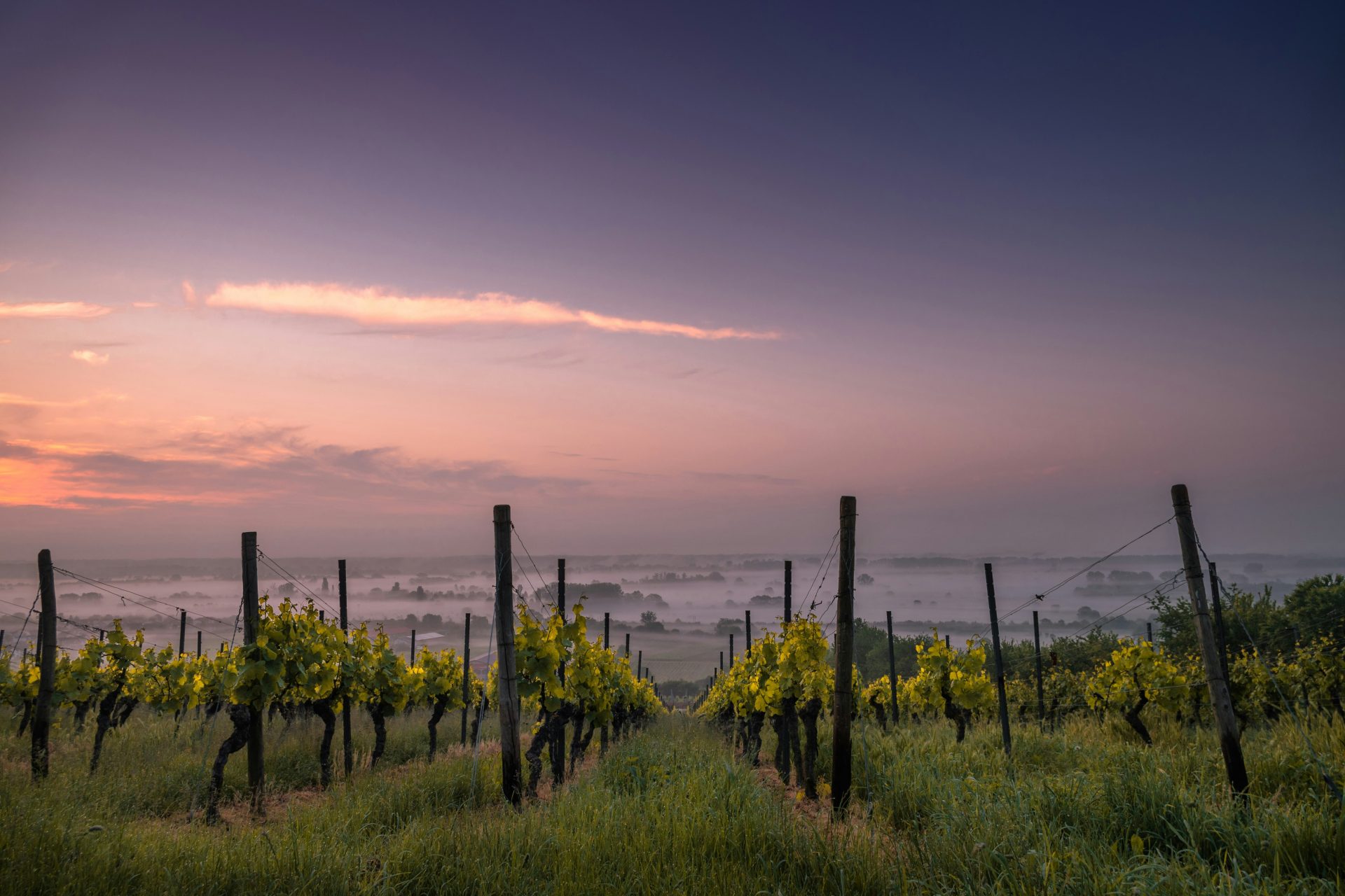 Vineyard at sunrise with fog