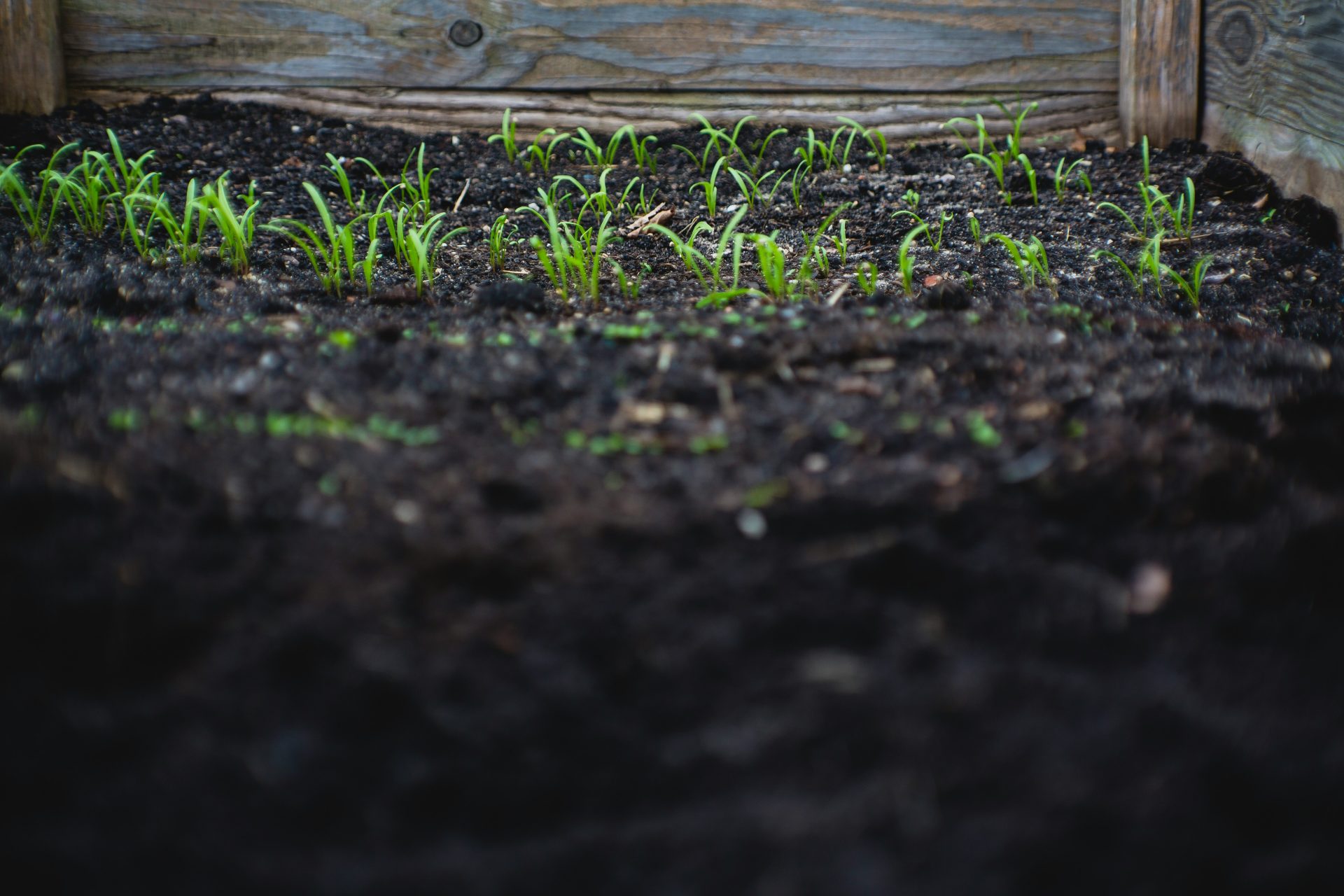 Green sprouts in dark soil