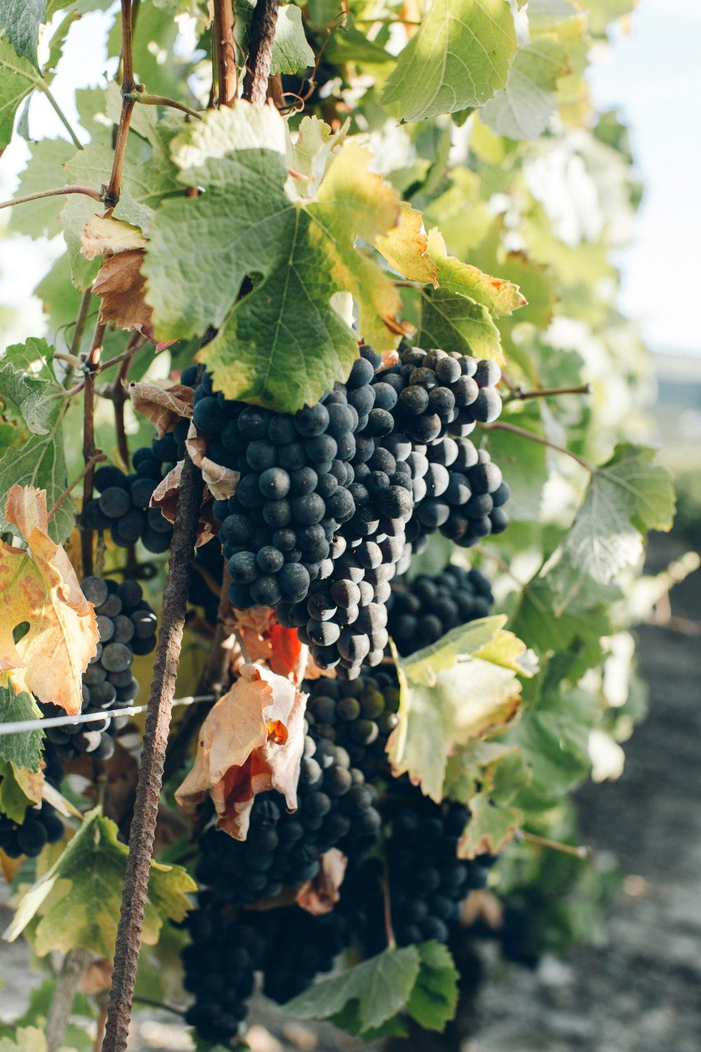 Bunches of ripe grapes hanging