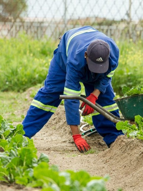 Gardener tending to plants