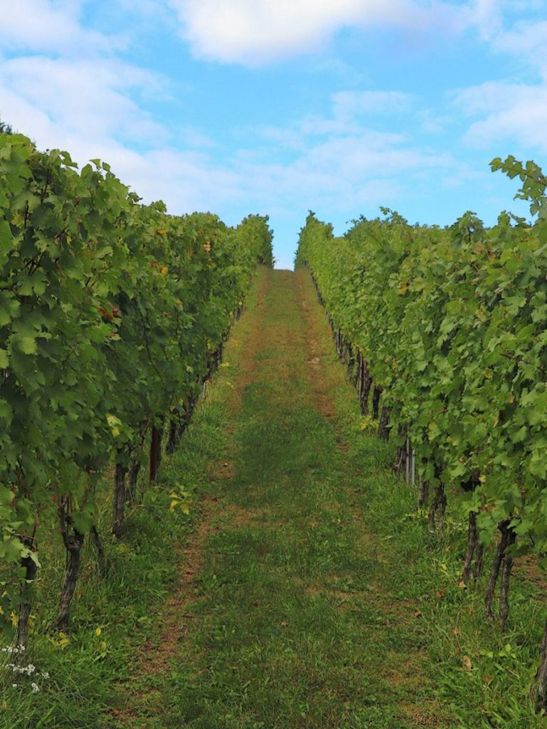 Vineyard at sunset golden light
