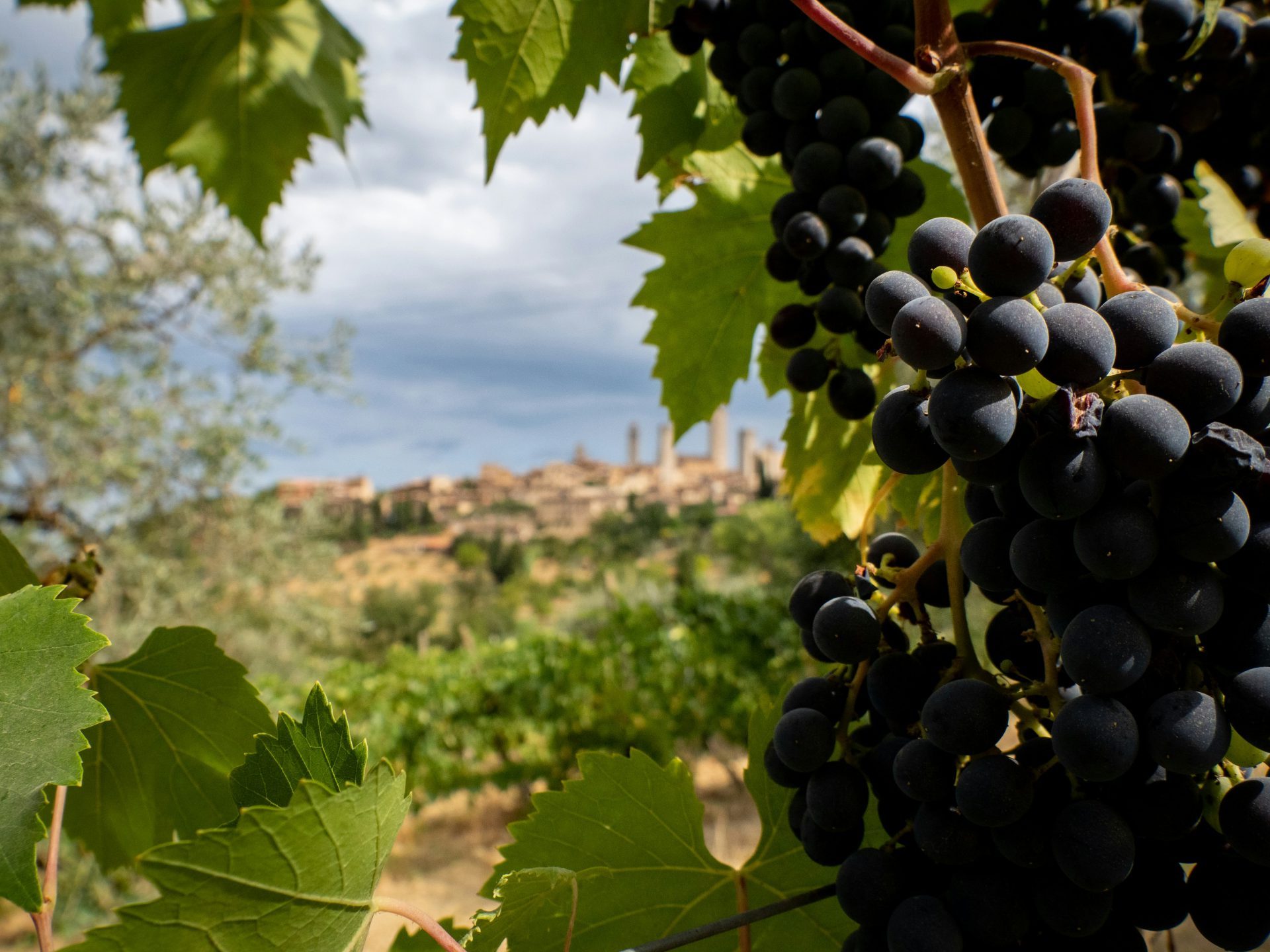 Grapes growing on vine