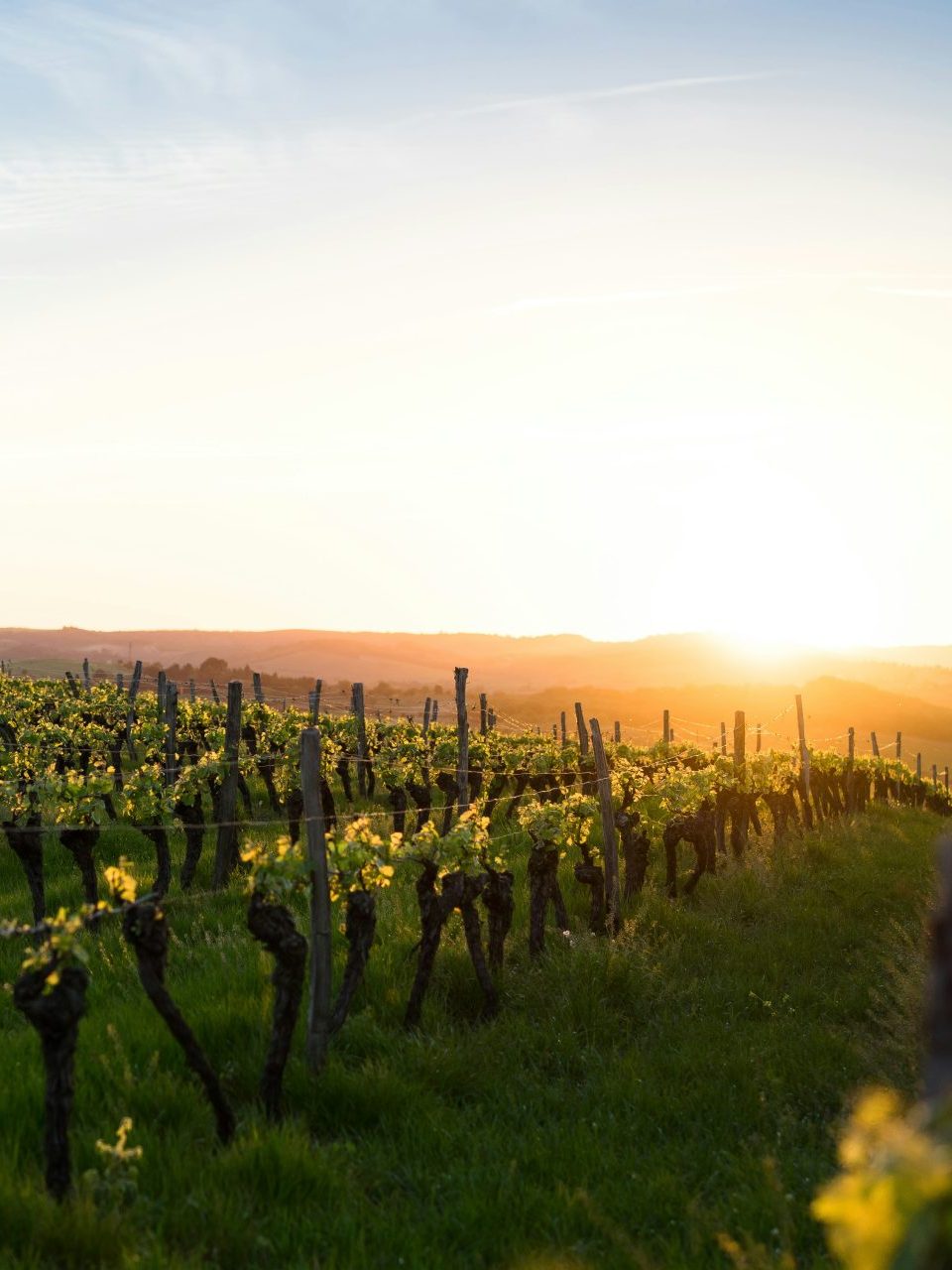 Vineyard at sunset with mist