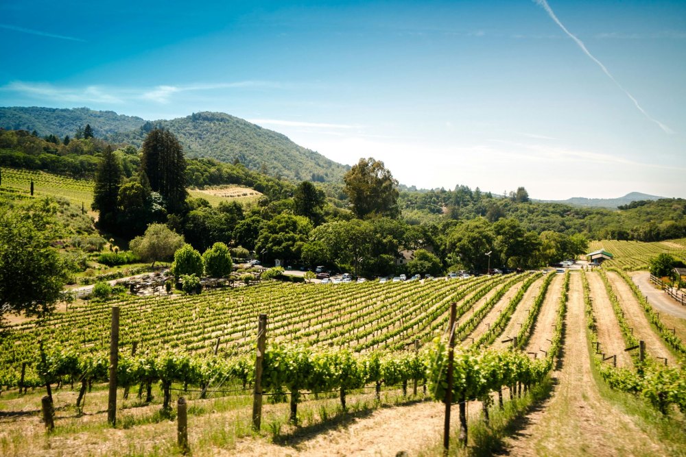 Lush vineyard under blue sky