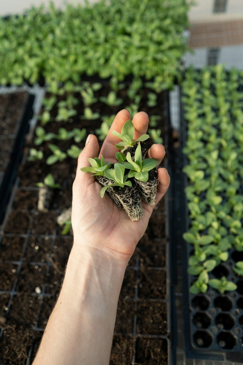 Hand holding small green plants