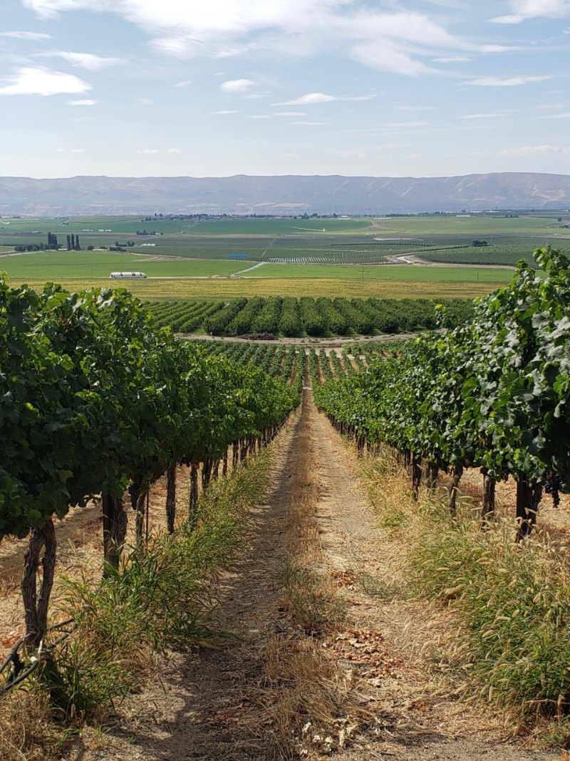 Vineyards under a blue sky